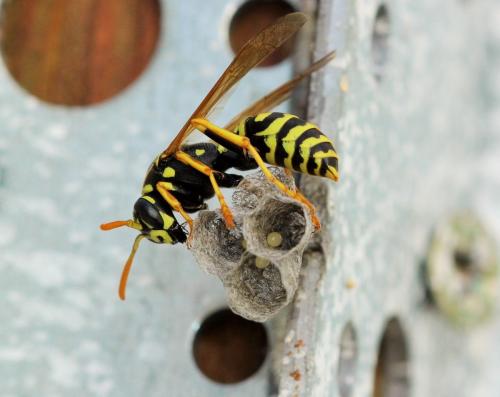 Polistes dominula